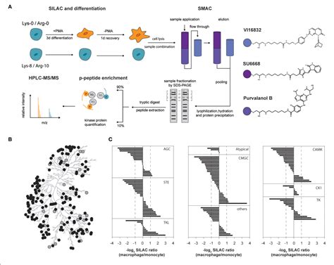 Figure From Induction Of Macrophage Function In Human Thp Cells Is