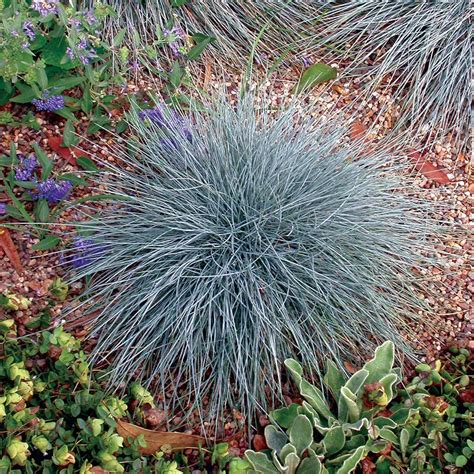 Elijah Blue Fescue Foothills Nurseries