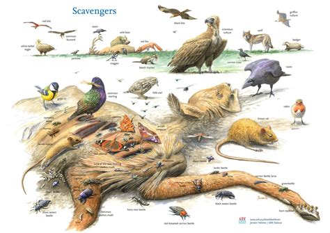 circle  life project supporting europes scavengers rewilding