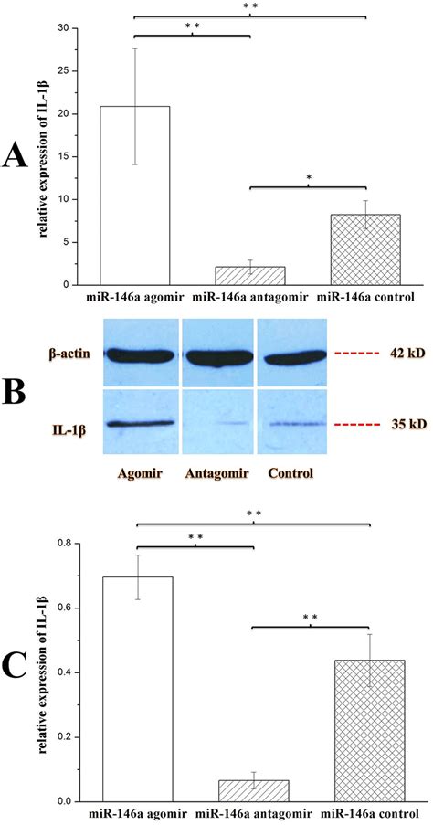 Effects Of Mir A Agomir Antagomir On Il Hippocampal Expression In