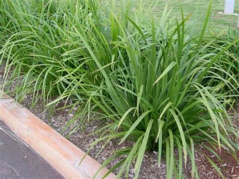 lomandra hystrix mat rush  pot   plants
