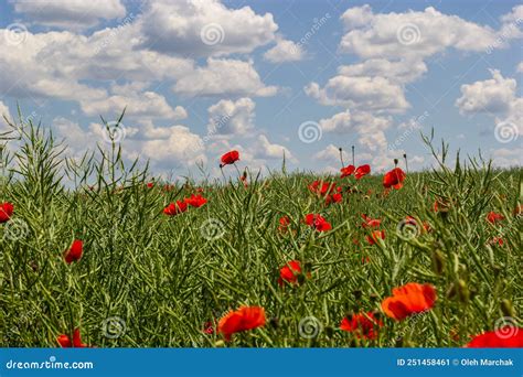 Papaver Rhoeas Nomes Comuns Incluem Milho Papoila Milho Rosa Papoila