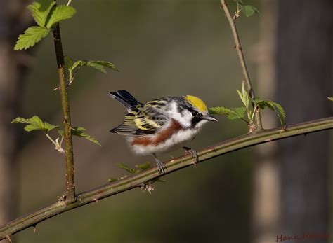 Chestnut Sided Warbler Hank Halsey Flickr