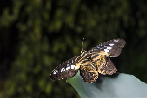 Wildlife Charity Declares ‘Butterfly Emergency’ Due to Population