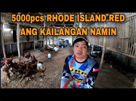 Ako Na Ang Tututok Sa Mga Rhode Island Red Pcs Ang Dapat Makuha