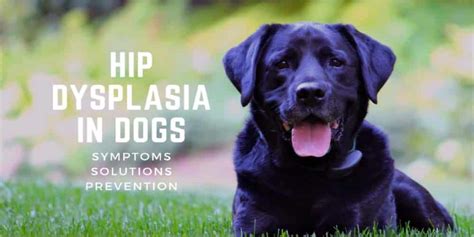 Hip Dysplasia In Dogs: Symptoms, Solutions & Prevention