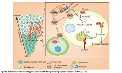 缺氧诱导的顺铂耐药nsclc细胞通过外泌体pkm2向敏感细胞传递耐药性