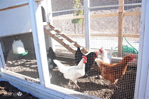 Raising Chickens for Beginners - 24/7 Moms