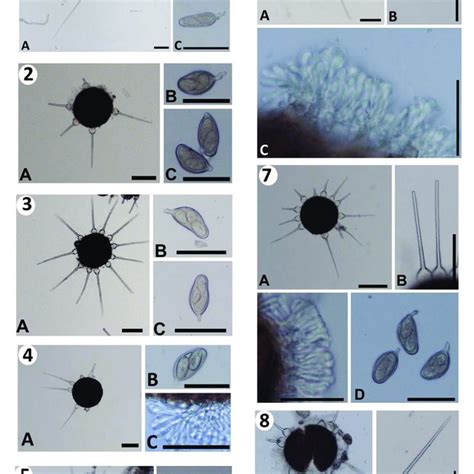 Fungi From Genus Phyllactinia Within All Powdery Mildew Fungi