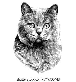 Cat Sketche Black White Royalty Free Photos And Stock Images