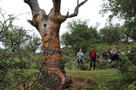 El Arte Resucita La Naturaleza Muerta Del Camero Viejo La Rioja