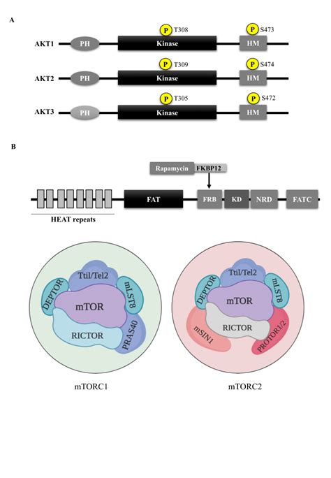 A. Graphical representation for Domain structure of AKT. AKT contains ...