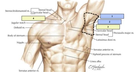 Surface Anatomy Flashcards Quizlet