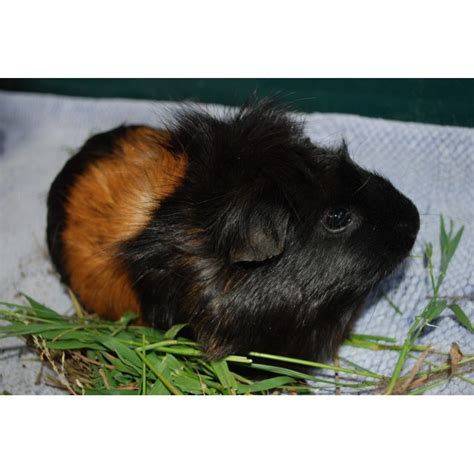 Poppy Male Medium Hair Ridgeback Guinea Pig In Nsw Petrescue