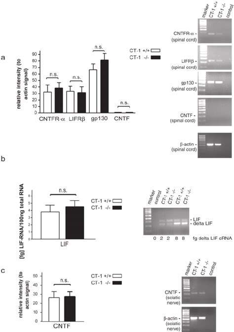 Analysis Of Expression Of CNTFRLIFR Gp130 CNTF And LIF In CT 1