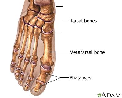 Tarsal Anatomy - Anatomy Reading Source