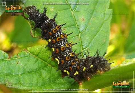 Red Admiral Caterpillar