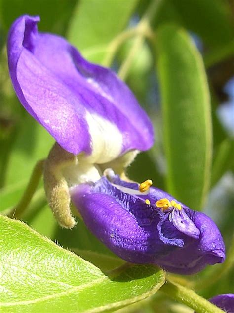 Lavender Tree Wisteria Bolusanthus Speciosus Kens Nursery