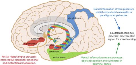 Medial Temporal Lobe Processing Of Exteroceptive And Interceptive