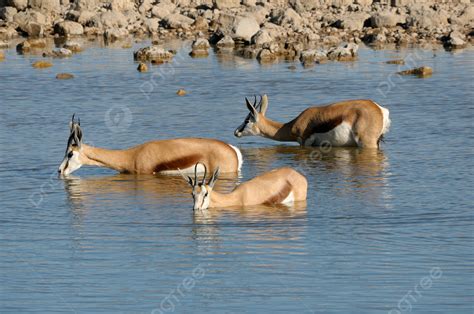 Fundo Gazela Na Gua Vida Selvagem Africano Antidorcas Marsupialis Foto