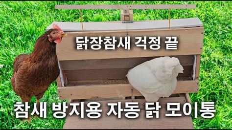 닭 자동모이통 만들기 닭장 참새 이젠 안 막아도 되네요 Youtube