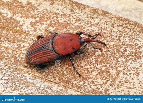 Red Palm Weevil Rhynchophorus Ferrugineus Stock Image Image Of Date