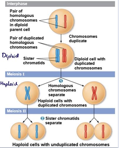 Chapter 13 Meiosis And Sexual Life Cycles Flashcards Quizlet