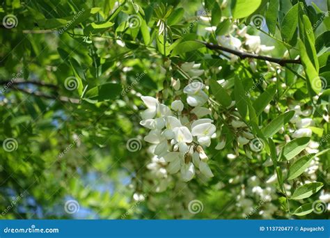 Close Up Das Flores Do Pseudoacacia Do Robinia Imagem De Stock Imagem