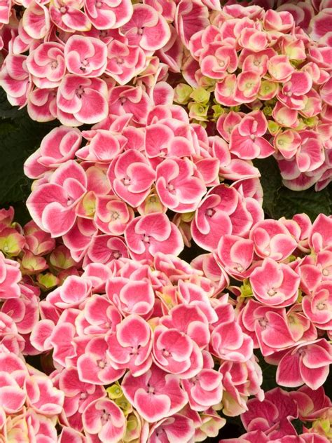 Hydrangea Varieties Youll Love Hgtv