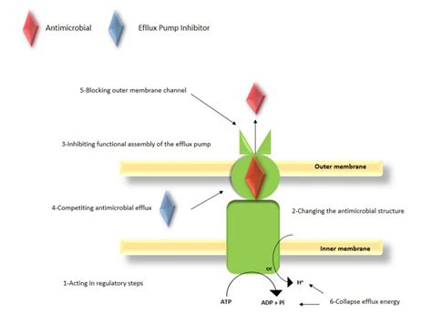 Possible Mechanisms Of Action Of An E P I Efflux Pump Inhibitor