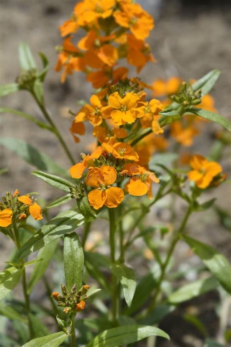 Siberian Wallflower Stock Photo Image Of Wallflower 257874980