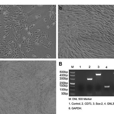 Growth Curves Of Bm Mscs A Proliferation Of The Second Fourth And Download Scientific