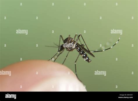 Mosquito Aedes Albopictus Fotograf As E Im Genes De Alta Resoluci N Alamy