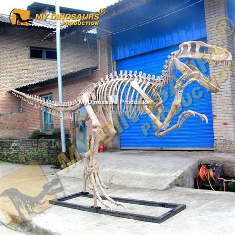 Life Sized Complete Utahraptor Skeleton for Sale |MyDinosaurs