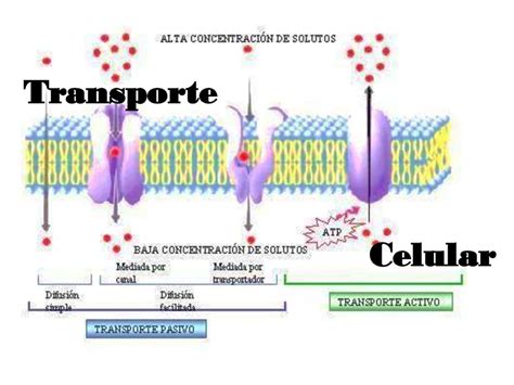 Tipos De Membrana Celular Tiposde The Best Porn Website