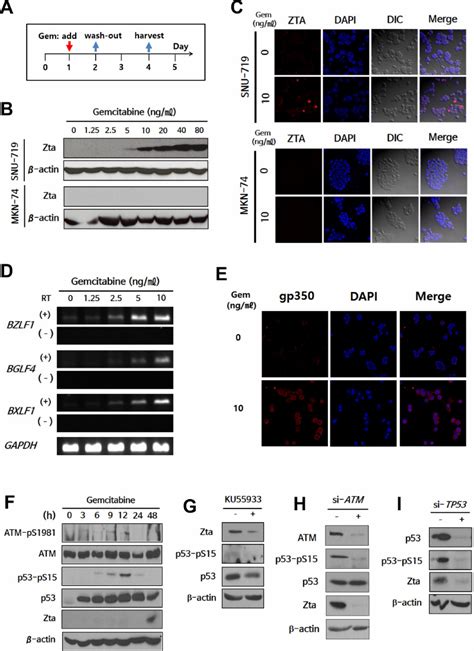 Expression Of Ebv Tk Pk During Gemcitabine Induced Lytic Activation Via