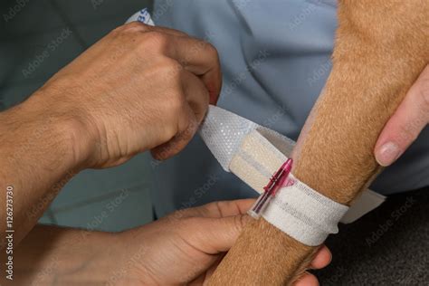 Le V T Rinaire Pose Un Cath Ter Sur La Patte Du Chien Stock Photo