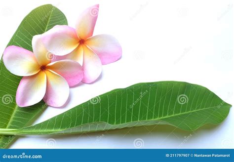 Hermosas Flores Rosas Plumeria O Frangipani Y Hojas Aisladas En El