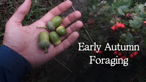 Edible Plants To Forage In September Uk Woodland Foraging Off Grid