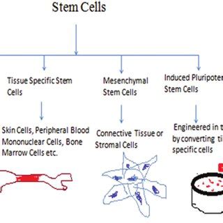 Types and properties of stem cells | Download Scientific Diagram