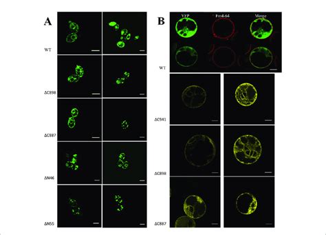 A Subcellular Localization Of N Terminal Gfp Cha Fusion Protein