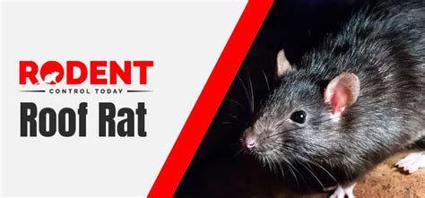 Roof Rat Control Melbourne | Rodent & Mice Control Services