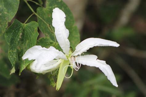 Brazilian Orchid Tree Bauhinia Forficata · Inaturalist