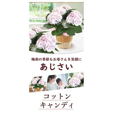 早割 母の日 2024 花 コットンキャンディ プレゼント ギフト5号 Inバスケット アジサイ 紫陽花 鉢植え 紫陽花 鉢花 花鉢 母の日ギフト Evm24h304フラワーマーケット花由