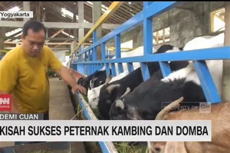 Sukses Peternak Kambing Dan Domba Kisah Inspiratif Integrated Farming