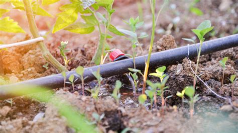 Best Drip Irrigation System For Containers Uk At Donna Gregory Blog