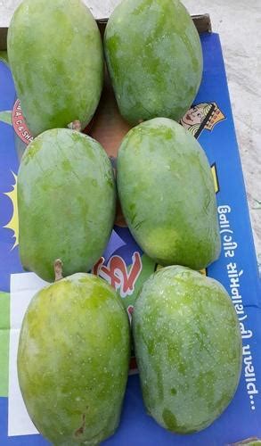 Kesar Mango Color Green At Rs 130 Kilogram In Gir Somnath Gir