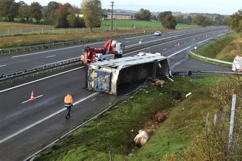 Sarthe Accident De Camion Sur L Autoroute A81 Plusieurs Bovins Morts