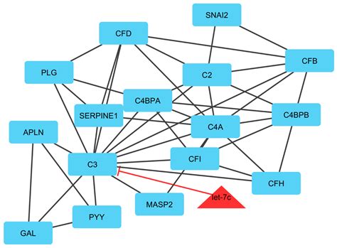 Genes Free Full Text LncRNAmiRNAmRNA CeRNA Network Involved In