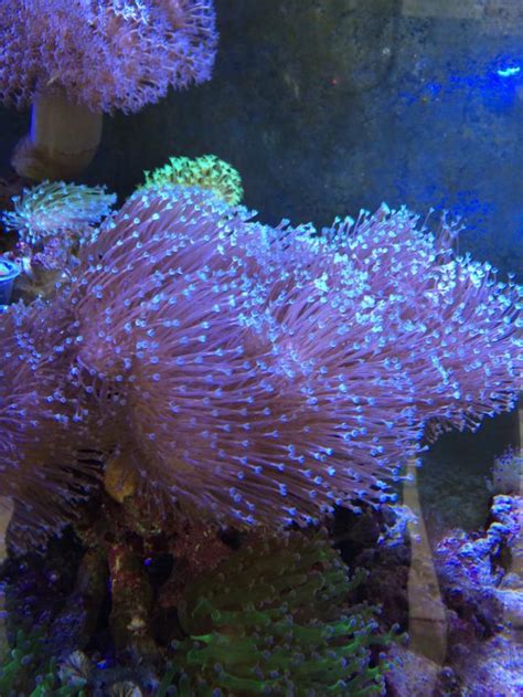 Weeping Willow Toadstool Leather REEF2REEF Saltwater And Reef